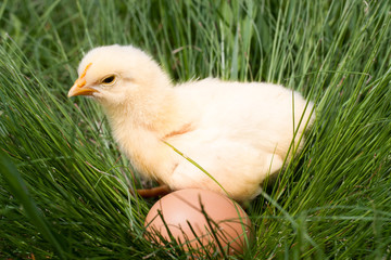 baby chicken with egg in the green grass