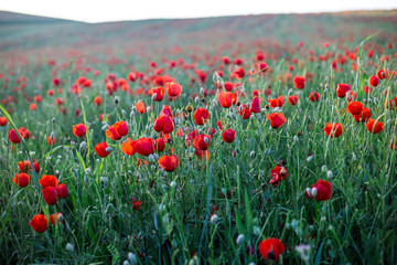 Bright vivid poppy field on a sunset background 