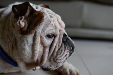 head of English bulldog , it is looking something