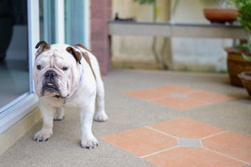 english bulldog standing, smile and looking, copy space