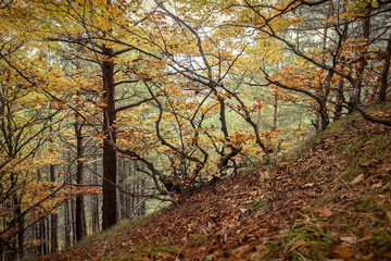 Beautiful autumn view in forest.