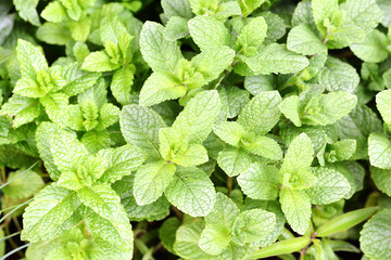 Fresh raw mint leaves as background © adrian_ilie825