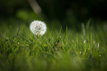 Pusteblume