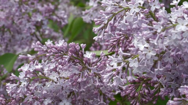 Lilac Blooming In the Spring