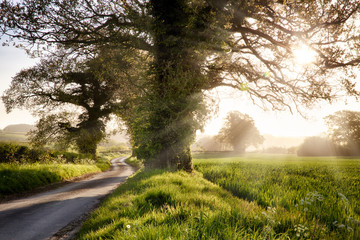 Fototapeta na wymiar English country winding road with fields, trees and a beautiful sunrise