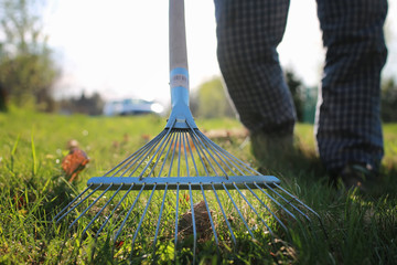 rakes to collect old grass