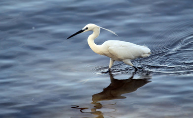 The little egret (Egretta garzetta) single bird hunting for fish in water near Danube river in Zemun,Belgrade,Serbia.