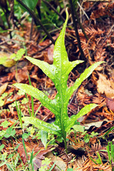 Close up of tropical wart fern plant in the park