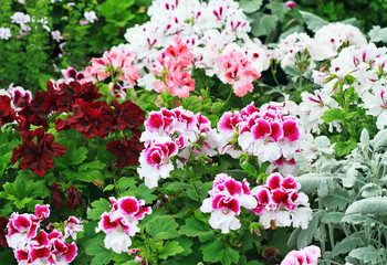 Fototapeta na wymiar Colorful Pelargonium or Geranium flower blossom in botanic garden