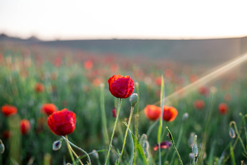 Bright vivid poppy field on a sunset background 