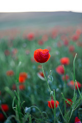 Bright vivid poppy field on a sunset background 
