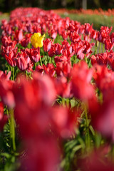 チューリップ畑