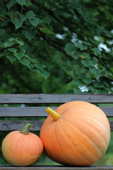 pumpkin outdoor nature autumn