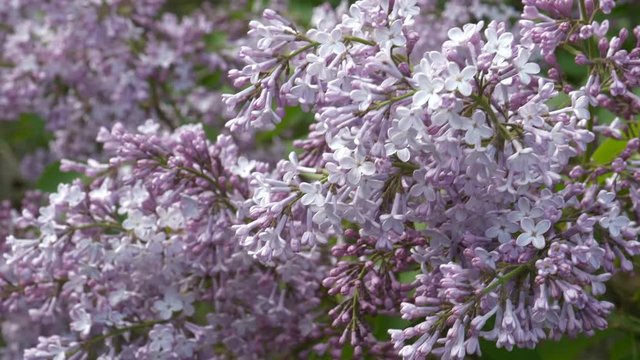 Lilac Blossoms On the Wind 
