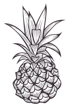 Hand drawn Pineapple.