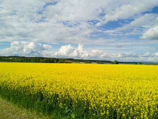 Rapsfeld mit blauem Himmel