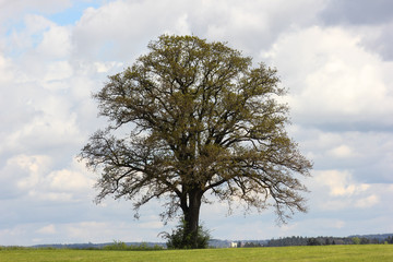 Obraz premium trees in landscape