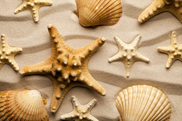 Fototapeta na wymiar Summer background - Starfishes and shells on beach sand
