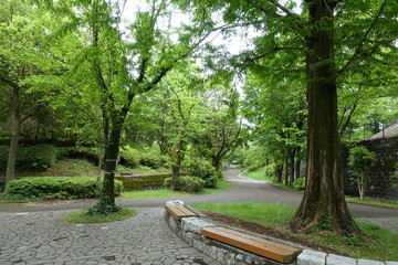 初夏の散歩道