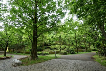 新緑の散歩道