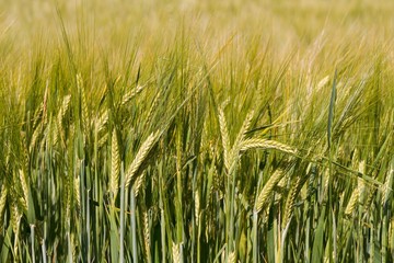 Cereal (Wheat) field in the sunset light