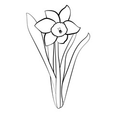Hand drawn narcissus flowers. Elegant vintage card. White narcissus with black stroke. Vector illustration.
