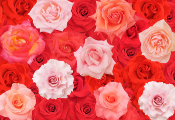 red and pink rose background