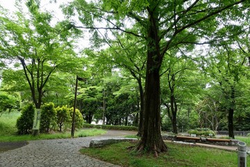 多摩の新緑
