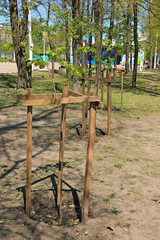 Fototapeta premium Young saplings of trees
