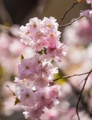 A beautiful blooming sakura blossom close-up in spring
