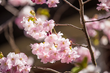 A beautiful blooming sakura blossom close-up in spring