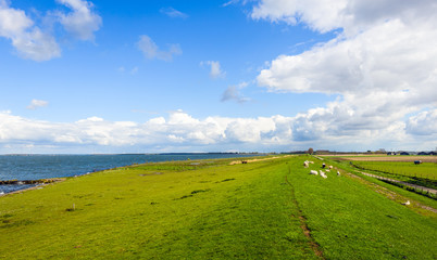 Overview of an embankment with grazing next to a Dutch estuary