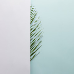 Palm leaf on bright background. Minimal concept. Tropical flat lay.
