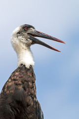 Single Woolly Necked stork against Blue Cloudy Sky