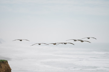 Pelikan in Formation über Meer an Küste entlang
