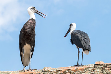 Two Woolly Necked stork against Blue Cloudy Sky