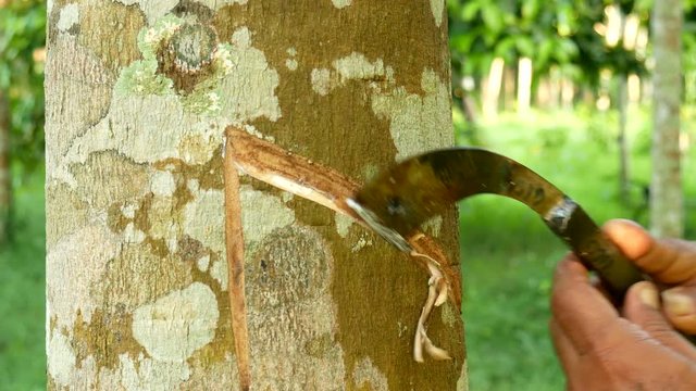 Close-up of the rubber latex drop from a rubber tree