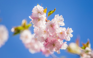 A beautiful blooming sakura blossom close-up on a blue sky background in spring