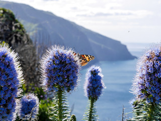 Blume mit Schmetterling auf Blumeninsel Madeira, Portugal