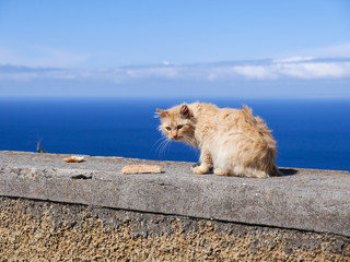 Bad hair day, zerzauste Katze in Madeira, Portugal