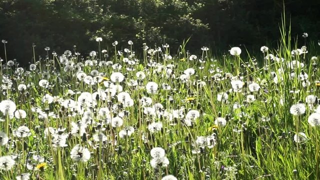 Pusteblumen, l&ouml;wenzahn, sample clip, zusammenschnitt