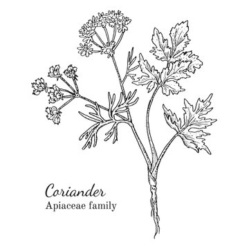 Ink coriander herbal illustration. Hand drawn botanical sketch style. Absolutely vector. Good for using in packaging - tea, condinent, oil etc - and other applications