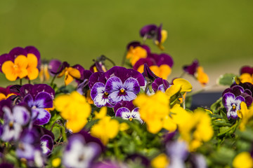 A beautiful blooming pansy flowers in spring