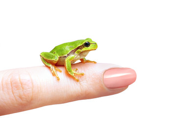 A little pretty  lovely green cute frog sitting on a finger close-up of a macro Isolated on white background.. A concept for protecting animals, taking care of nature.