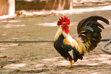 bantam rooster in morning