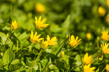 A beautiful blooming kingcups in spring