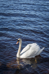 A beautiful portrait of an adult swan swimming in the lake