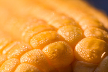 water drop on yellow corn,select focus
