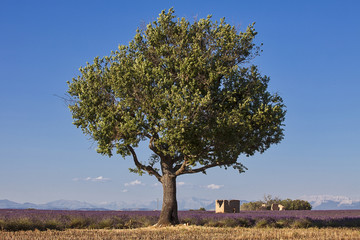 Provence Landschaft, einzelner Baum