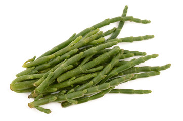 Salicornia